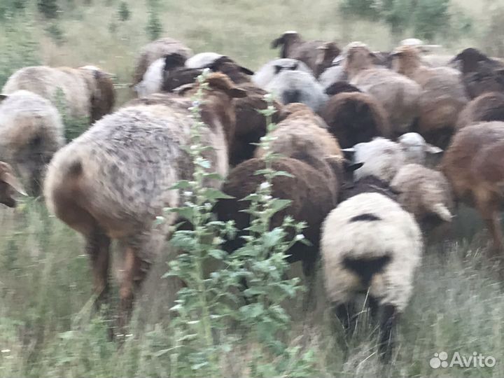 Овцы, Овцыматки