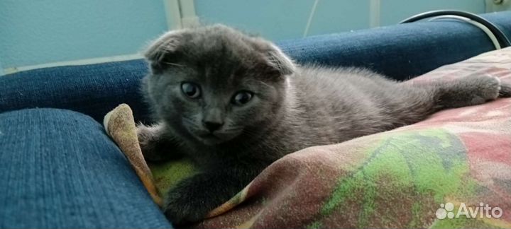 Британские котята