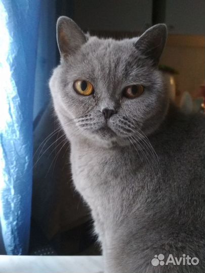 Кота отдам в добрые руки