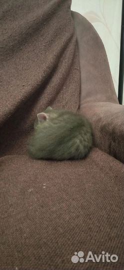 Котик Тошка