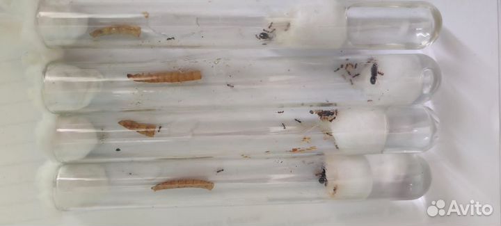 Муравьи tetramorium caespitum и camponotus vagus