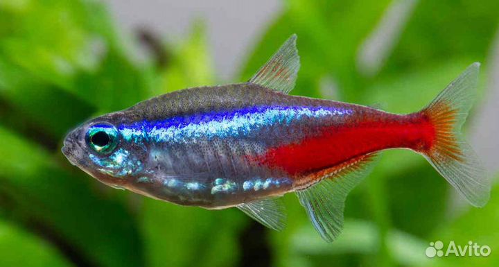 Аквариумные рыбки