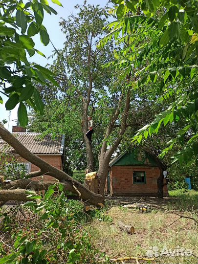 Спил деревьев