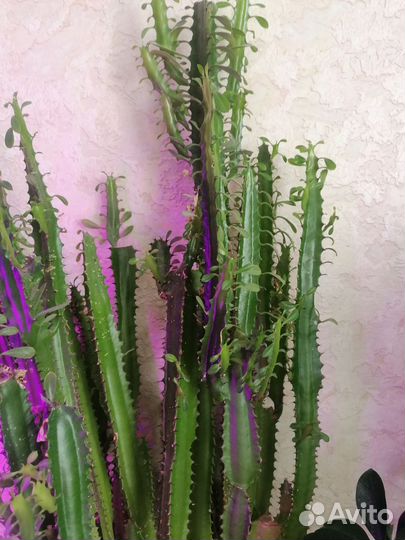 Кактус молочай