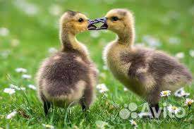 Домашняя птица