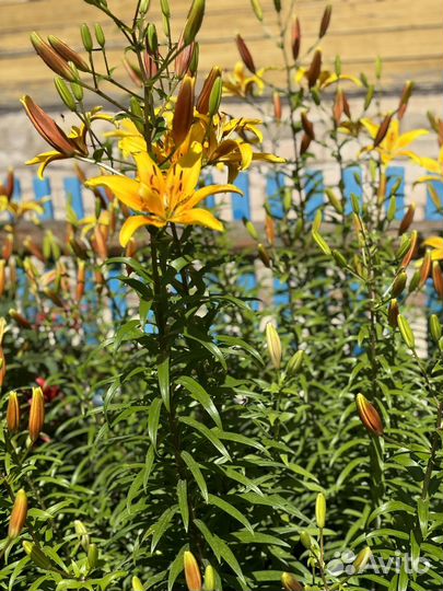 Лилии луковицы