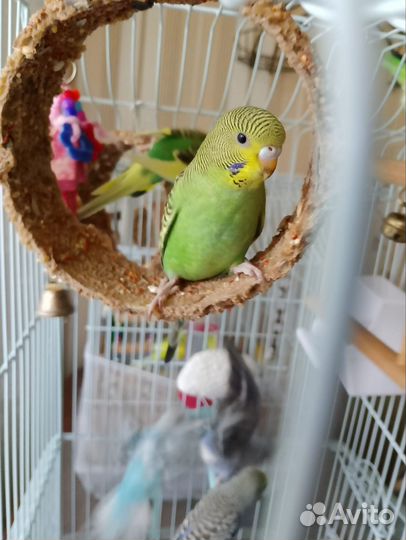 Волнистый попугай