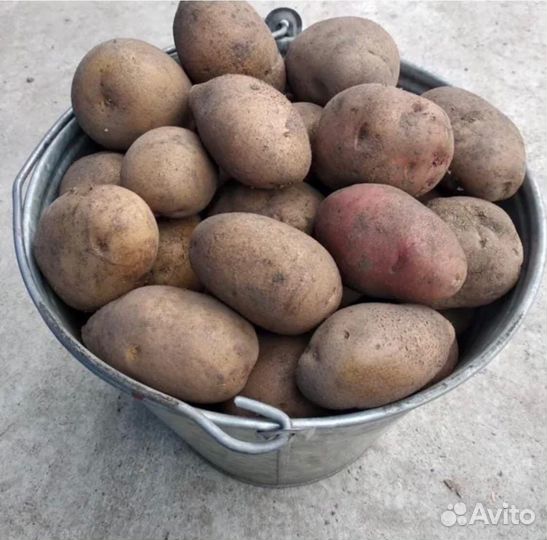 Продам крупный домашний картофель
