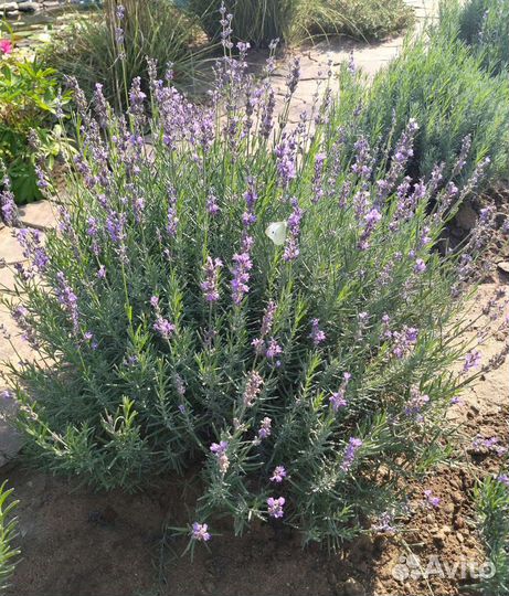Лаванда