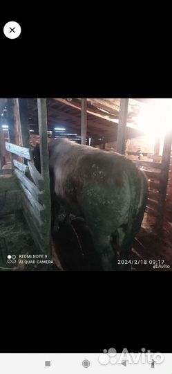 Быки на мясо