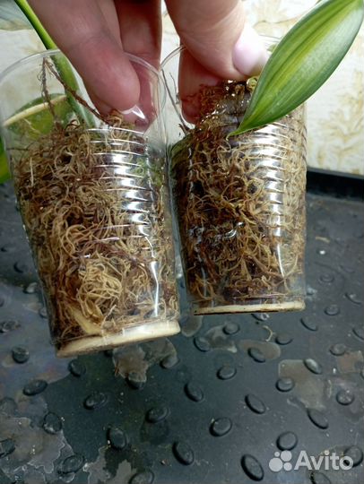 Орхидея ваниль