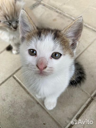 Котята в добрые руки даром