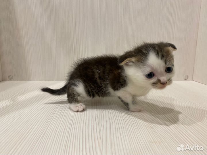 Отдам котика в добрые руки