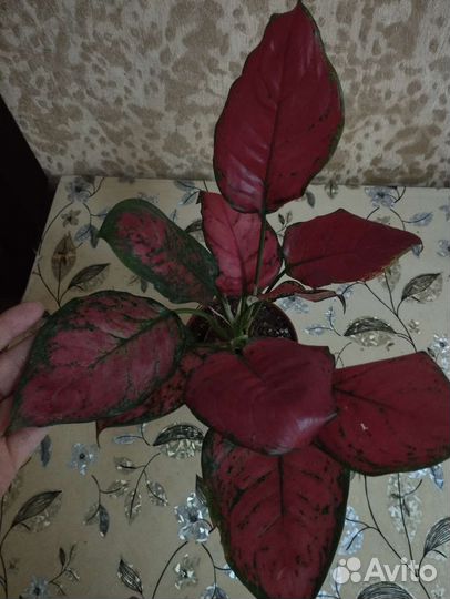 Аглоонема super Ред