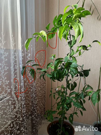 Кротон, мандарин, фикус бенджамина