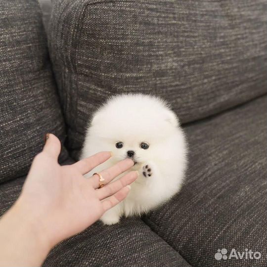 Микро девочки вес до 1.2 кг