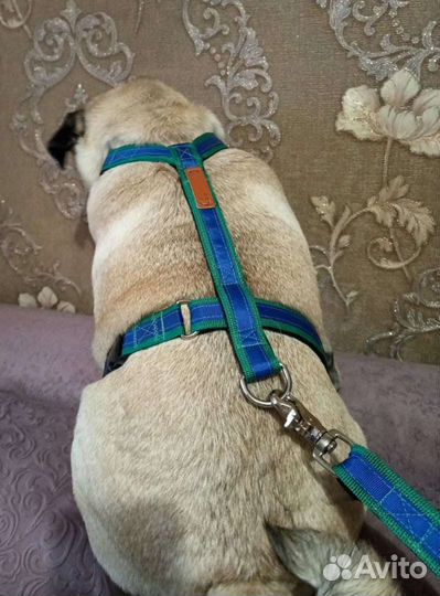 Ошейники, поводки, шлейки, халти, недоуздки