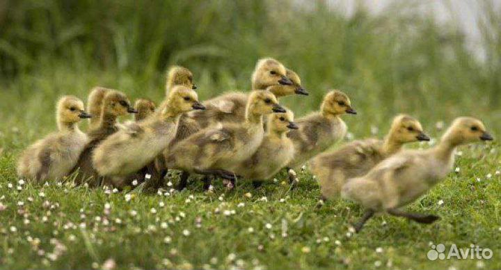 Оптом гусята