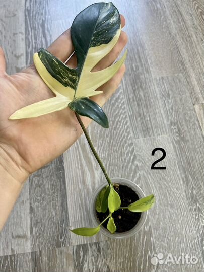 Филодендрон Magic Mask Variegata