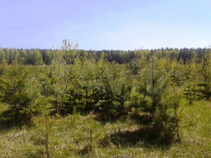 Участок 20 сот. (СНТ, ДНП)