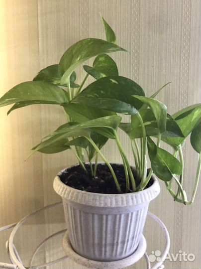 Сциндапсус