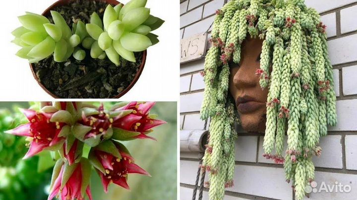 Очиток моргана