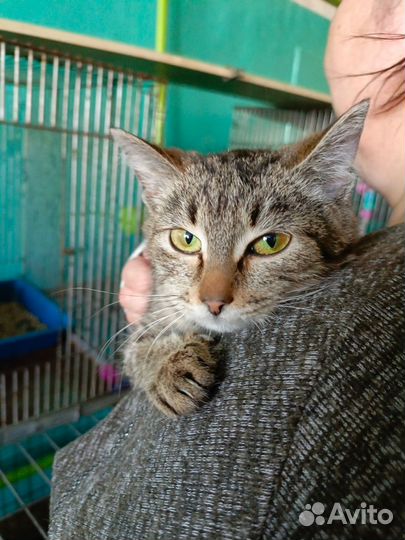 Кошки и коты из отлова ждут Своих Людей