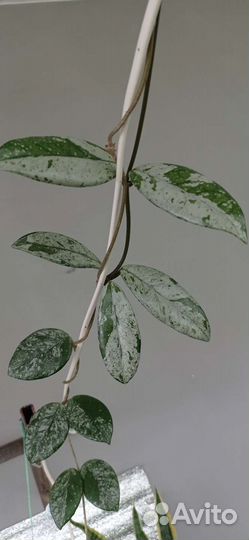 Хойя Obovata variegata