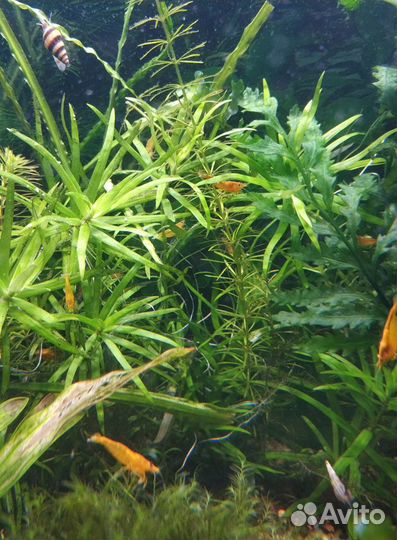 Креветки аквариумные,буцефаландра, мох