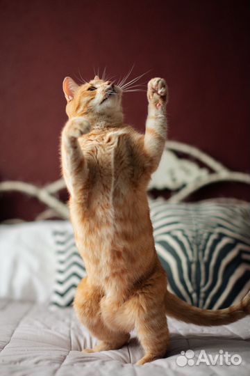 Индивидуальная домашняя передержка котов и кошек