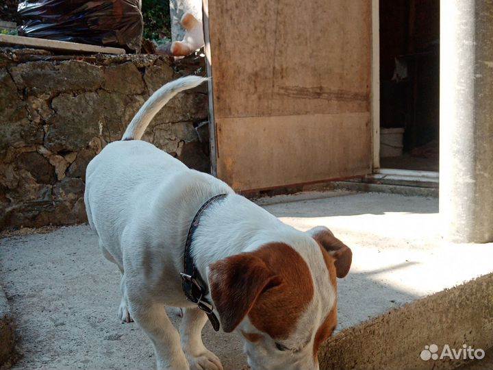 Джек Рассел терьер