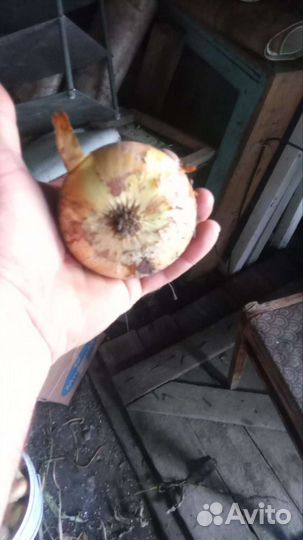 Лук и картофель