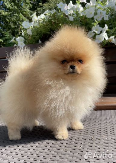 Померанский шпиц девочка