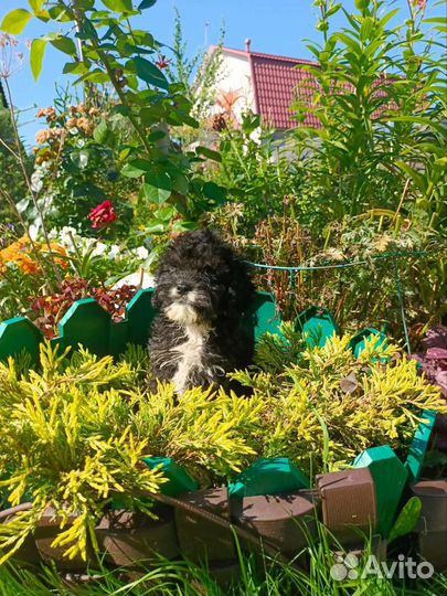 Мальтипу ищем добрые ручки