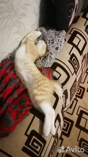 Классный котенок Сема