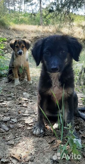 Срочное спасение.щенков хотят убить