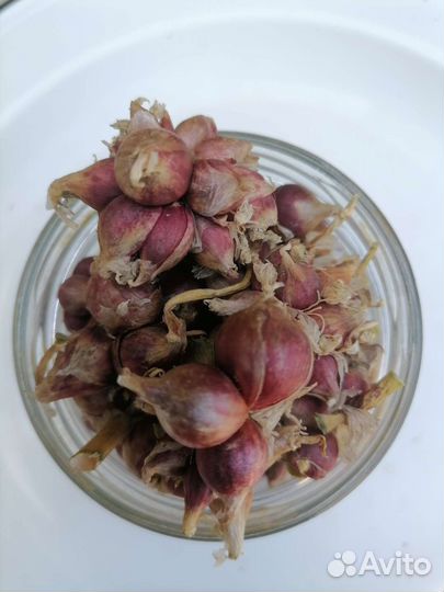 Лук на перо