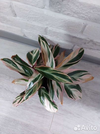 Аглаонема, кротон тамара, Строманта, папоротник