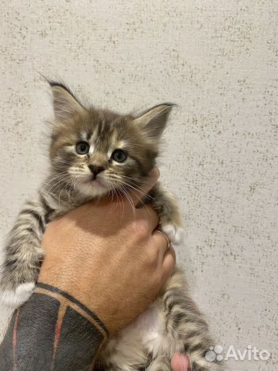 Котята мейн-кун