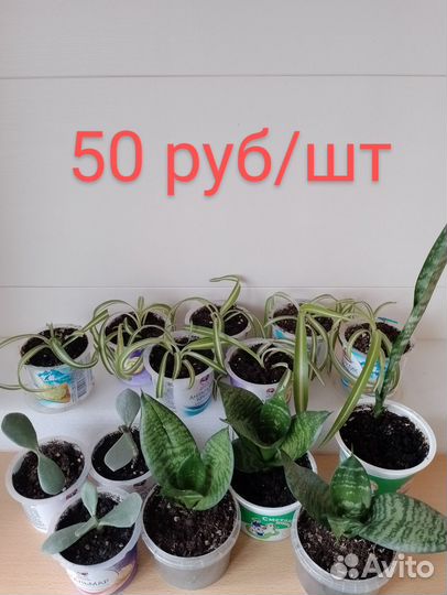 Цветы комнатные