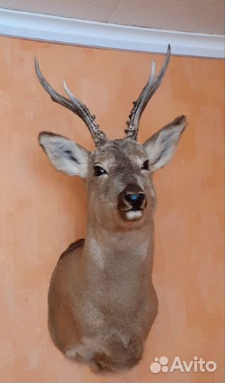 Чучело косули