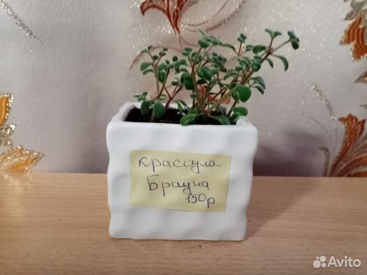 Комнатные растения