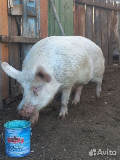 Хряк на племя