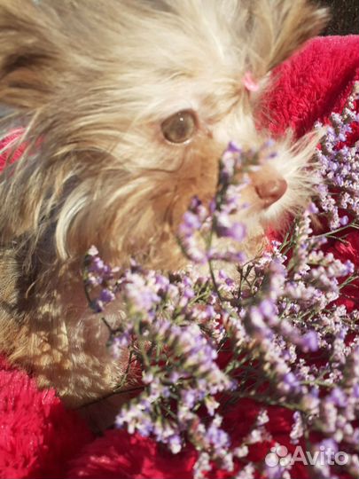 Девочка Йорка микро