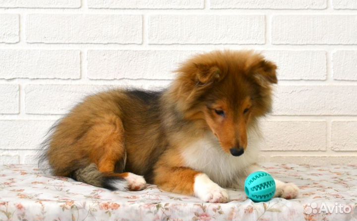 Щенки шелти