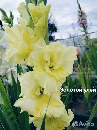 Сортовые гладиолусы. Детки ч.1