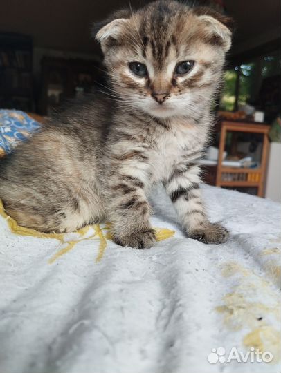 Шотландская вислоухая кошка бесплатно