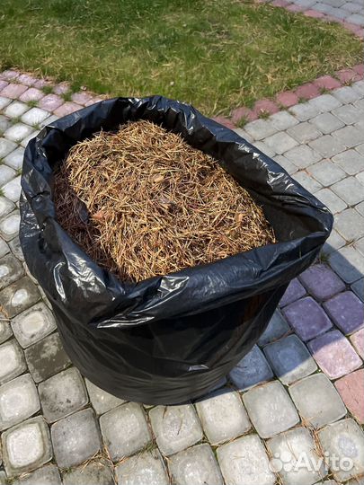 Хвойный опад