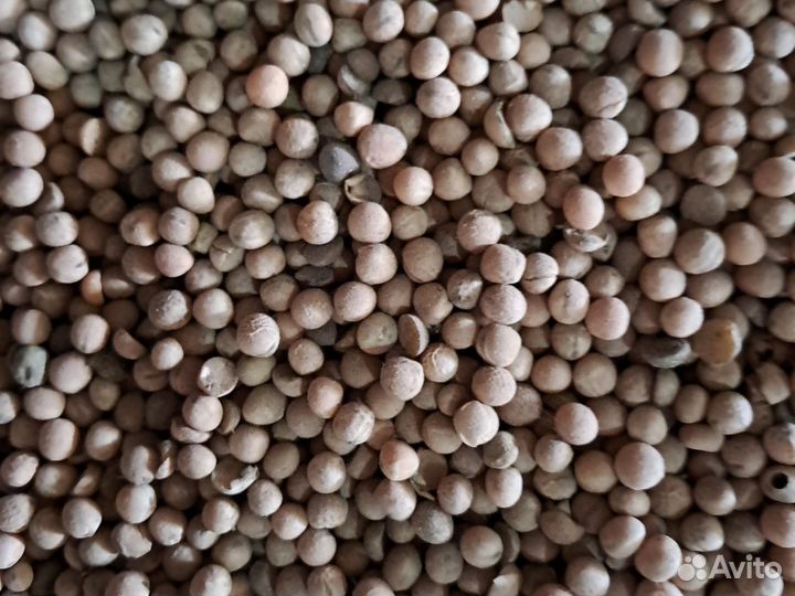 Горох кормовой