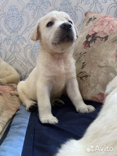 Щенки лабрадора палевые